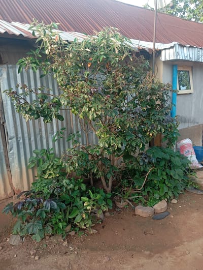 The image depicts an outdoor scene in Karsana 2, Nigeria, with a focus on a collection of plants in front of a building. The building has a corrugated metal roof, showing signs of rust and wear, and a section of corrugated metal siding. To the right of the plants, a concrete wall is visible, with a small, rectangular window. A blue pipe runs vertically up the side of the building. At the base of the building, near the plants, is a white sack with red lettering, possibly fertilizer or construction material, labeled "DANGOTE 3X". A blue plastic basket is also present. The ground is composed of reddish-brown dirt with scattered small stones and some sparse vegetation. The plants include a medium-sized tree with green and purplish leaves, and several smaller leafy plants clustered around its base. One of the smaller plants appears to be an aloe vera. The lighting suggests it is daytime. There are no people visible in the image.