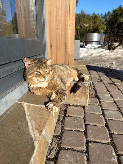 In Mistolovo, Russia, a tabby cat lies on a tiled stone ledge, extended with crossed front paws and its head resting on them. The cat's fur displays brown, black, and tan patterns. Its eyes are squinted or closed, with its mouth slightly open revealing a portion of its tongue. It rests against a building featuring a dark-framed window or door with reflective glass, alongside vertical light-brown wooden paneling. An expanse of reddish-brown/grey square paving stones lies in the foreground. Beyond the paving, snow-covered ground and green coniferous trees are visible under a clear blue sky. A dark grey cylindrical object, possibly a utility unit, is present in the background. Bright sunlight illuminates the scene, casting prominent shadows from the cat and building.