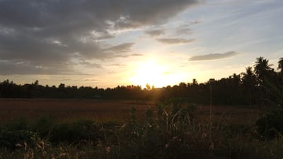 A sunset scene is depicted in Cotjrat, Indonesia. The sun is setting behind a dense line of trees, casting a warm, golden glow across the sky. The sky is filled with a mix of dark, heavy clouds in the upper left and lighter, wispy clouds towards the right. In the foreground, tall grasses and foliage are silhouetted against the fading light. A field, likely rice paddies, stretches across the midground, appearing dry and brownish. Beyond the field, a line of palm trees and other tropical vegetation forms a dark silhouette against the bright sky. A few scattered buildings, possibly houses, can be seen nestled amongst the trees. The overall impression is one of a peaceful rural landscape at dusk.
