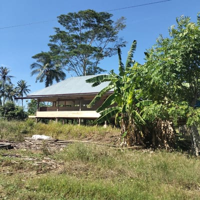 The image displays a serene, tropical rural or semi-rural landscape under a bright, clear blue sky, typical of Tanjongkeumala, Indonesia. The central subject is a simple, single-story house, elevated on wooden stilts, featuring a light-colored corrugated metal roof. The house appears to be made of light-colored wood, with an open-air porch area adorned with patterned wooden railings, suggesting recent construction or a well-maintained state.
Lush green vegetation surrounds the dwelling. To the left and behind the house, several tall palm trees are visible. A large tree with extensive green foliage stands prominently behind the house, its branches reaching high into the sky. In the immediate foreground and to the right, a cluster of vibrant banana plants with broad leaves partially frames the house. Other dense green trees are also present in the background and to the right.
The ground in the foreground is covered with a mix of green and drier, unkempt grasses. Scattered pieces of wood and what appears to be construction debris are visible on the ground directly in front of the house. A thin, dark line, possibly a power or communication wire, stretches across the upper portion of the bright blue sky.
The scene depicts a sunny day, likely morning or early afternoon, given the clear illumination. There are no people visible, and no specific activity is taking place. The overall impression is one of a peaceful, natural environment with human habitation blended into the tropical surroundings. No visible text is present in the image.