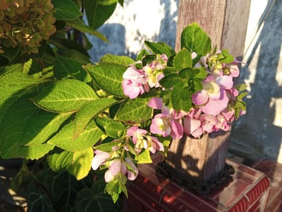 A close-up, eye-level shot focuses on a cluster of pink and green hydrangeas in Palohigeuh, Indonesia. The flowers are partially illuminated by a low-angle sun, casting shadows on a textured concrete wall in the background. To the right, a wooden post with a rusty chain wrapped around its base anchors the planter. The planter itself appears to be a rustic wooden box or bucket, resting on a surface with a red, patterned tiling. The foreground features lush green leaves, some catching the sunlight and appearing a vibrant yellow-green. The overall scene conveys a sense of natural beauty bathed in warm, late afternoon light.