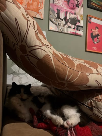 In Karadjovo, Bulgaria, an indoor scene depicts a black and white domestic cat resting on a brown upholstered surface. The cat, exhibiting white fur on its chest, chin, and paws, is positioned beneath the curved, patterned armrest of a piece of furniture. This armrest is upholstered in beige fabric adorned with a repeating brown floral motif. A red and black plaid blanket or throw is partially visible beneath the cat's front paws. The background wall is painted a muted green and features three distinct artworks: an orange abstract painting, a mixed-media piece incorporating a pink and black skull design, and a framed red poster depicting a crouching figure. The environment is dimly lit.