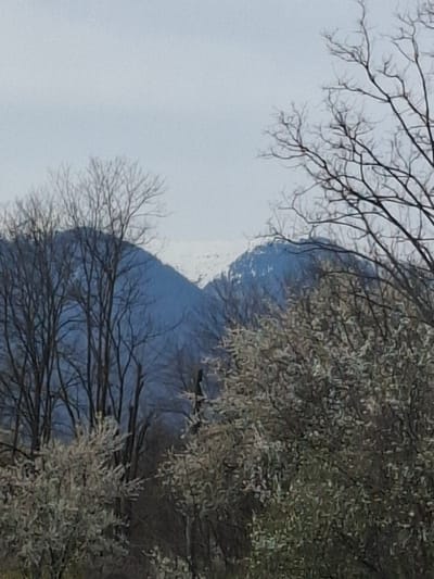 The image shows a landscape in or near Mezdreya, Bulgaria. There is a mountain visible in the background, partially obscured by bare trees in the foreground. The sky is overcast. The branches of trees, some with foliage, are in the lower right and top left corners. The mountain appears snow-capped.