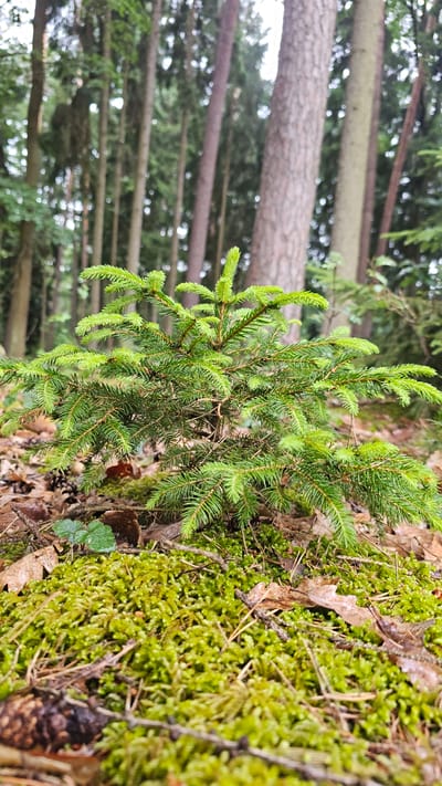 In the city of Choceň, Czechia, a close-up shot captures a young spruce sapling growing on a mossy forest floor. The sapling, with its bright green needles, is positioned in the foreground, its branches extending outwards. Surrounding the sapling are fallen brown leaves, pine needles, and patches of lush green moss. In the background, the forest is dense with tall, slender tree trunks, mostly out of focus, creating a bokeh effect. The lighting suggests an overcast day, casting a soft, diffused light on the scene. There are no people or animals visible in the image.