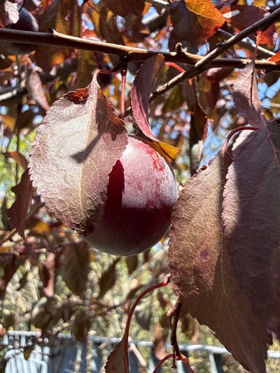 This image shows a plum on a branch, surrounded by reddish-brown leaves. The plum is a deep reddish-purple color and is lit by sunlight, creating a shadow on one of the leaves. The background is blurred, with hints of green and blue, suggesting a natural outdoor environment. There are no people or animals visible in the image. The scene is likely set in a garden or orchard, possibly in Fontevivo, Italy, given the presence of plum trees which are common in the Emilia-Romagna region. The overall impression is one of a close-up view of fruit growing on a tree.