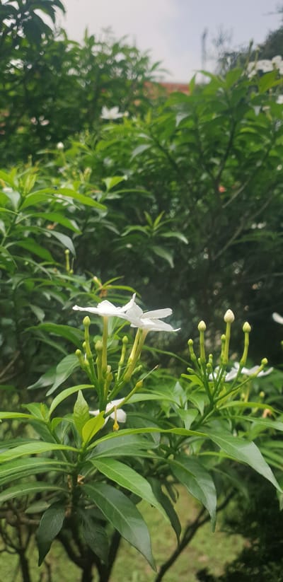 In Rooppur, Bangladesh, a close-up shot captures a cluster of white jasmine flowers in bloom. The flowers are accompanied by numerous green buds on their stems. The background is filled with lush green foliage, indicating a natural or garden setting. The sky is visible at the top of the image, appearing overcast.