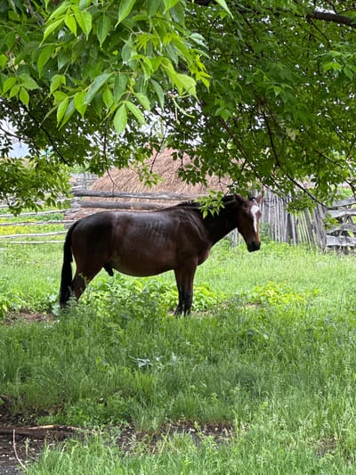 A brown horse stands in a grassy field in Abzakovo, Russia. The horse is partially obscured by the leaves of a tree. In the background, there is a rustic wooden fence and a haystack. The ground is covered in lush green grass and some foliage. The scene appears to be outdoors, under a canopy of leaves.