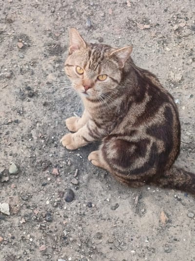 A tabby cat with tan and brown stripes sits on a patch of dirt and gravel. The cat is facing towards the viewer with its head slightly tilted and its amber eyes open. Its front paws are tucked neatly beneath its chest, and its tail extends to the right, also striped. The ground beneath the cat is a mix of dark soil and small, light-colored pebbles, with a few larger stones scattered around. A few dried leaves are visible on the ground. The lighting suggests it is daytime, likely outdoors, as there are no artificial lights visible and the scene is well-lit. The cat appears calm and alert. There is no visible text in the image. The scene is likely a rural or outdoor area, given the natural ground cover.