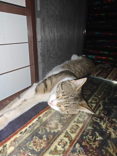 A tabby cat is sleeping in a stretched-out position on a rug. The cat is mostly gray and white with brown stripes. Its eyes are closed, and its nose is pink. The cat is lying on a dark blue rug with red and white trim. To the left of the rug is a white surface with brown trim. To the right of the rug is a darker patterned rug. Behind the cat, there is a dark, possibly screened, surface and stacked dark objects. The scene appears to be indoors, likely in a residential setting in the city of Chorbogh, Tajikistan.