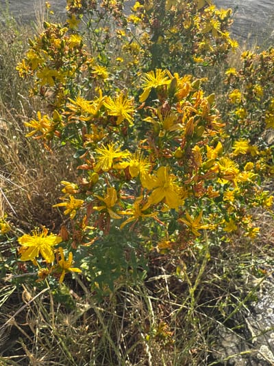 The image shows a close-up of a patch of St. John's Wort plants with numerous bright yellow flowers in bloom, interspersed with dried brown seed pods and green leaves. The plants are growing in a dry, grassy environment, with dried straw-like grasses visible in the foreground and background. A rough, grey stone surface is partially visible in the lower right corner. The lighting suggests it is daytime, with sunlight highlighting the flowers. This scene is characteristic of natural, undeveloped areas within or on the outskirts of Sankt Wendel, Germany, such as meadows, fields, or uncultivated verges along roads or footpaths. There are no people or animals present in the image.