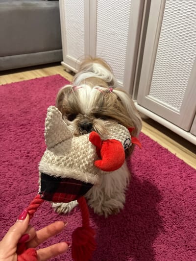 A Shih Tzu dog with brown and white fur is standing on a pink rug, holding a plush toy in its mouth. The dog has pink barrettes in its hair. A hand with bright pink nail polish is holding onto the toy's red rope. The background shows a grey couch and a white cabinet with a textured surface. The scene appears to be an indoor setting, likely a home, in Kleosin, Poland.