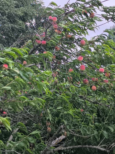 The image displays a peach tree laden with ripe fruit, situated outdoors in Mažučiai, Lithuania. The branches are densely packed with green leaves, partially obscuring the numerous peaches, which range in color from light pink to a deeper red. The peaches are scattered throughout the tree, with some appearing more prominent and ripe than others. The overall impression is one of abundance and natural growth. The background shows more foliage from other trees and a hazy sky, suggesting a temperate climate.