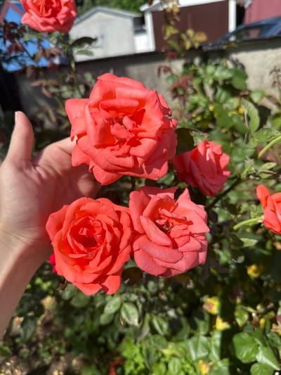 In the city of Temryuk, Russia, a hand gently holds a cluster of vibrant coral-colored roses. The roses are in full bloom, their petals unfurling in delicate layers. The background is a soft blur of greenery, hinting at a garden setting. In the distance, hints of buildings and a car suggest a residential area. Sunlight dapples the scene, highlighting the textures of the rose petals and the skin of the hand.