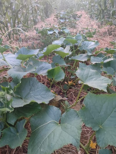 This is a close-up, low-angle shot of a cucumber patch in what appears to be an agricultural setting, possibly a garden or a field, in Novosamarka, Ukraine. The foreground is dominated by large, green cucumber leaves, some of which are visibly textured with prominent veins. Tendrils are visible, some coiling around themselves. Small yellow cucumber flowers are scattered amongst the foliage. The plants are growing in soil covered with a dry, straw-like mulch. In the background, the tall stalks of corn plants are visible, creating a hazy, out-of-focus backdrop, suggesting the presence of a cornfield adjacent to the cucumber patch. The lighting is soft and diffused, indicating it may be early morning or late evening. There are no people or animals visible in the scene.