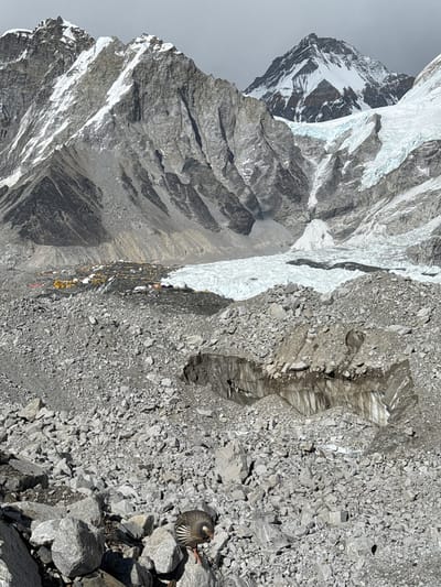 This image captures a high-altitude mountain landscape, likely in the Himalayas, consistent with the Khumjung, Nepal context. The scene features immense, rugged rock peaks, partially covered with snow and ice, extending into an overcast, grey sky.
A significant element of the image is a long line of mountaineers, visible as tiny figures in brightly colored expedition suits, traversing a snowy path. This path leads past a large collection of colorful tents, predominantly yellow and red, set up on a rocky and icy expanse, indicating a high-altitude camp.
In the foreground, on rough, rocky terrain, a bird, likely a Chukar partridge, is perched on a large stone, its striped plumage visible. A vast glacier or icefall descends from the upper reaches of the mountains.
The word "LHO" is faintly discernible on a dark, steep rock face in the mid-ground. The lighting is diffuse, suggesting an overcast day. The overall scene conveys the challenging and remote environment of a major mountaineering expedition.