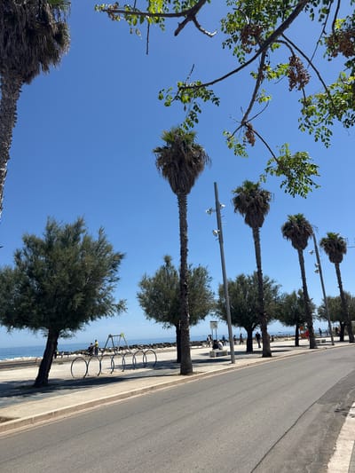 The photograph depicts a scene along a street in Mola di Bari, Italy, near the coast. The camera angle is low, looking up along a row of trees lining the street. The trees alternate between leafy trees and palm trees. A bike rack with bikes is located next to the beach side street, and people appear to be along the beach. Lighting fixtures are mounted on a pole extending over the street. The sky above is clear and blue. The photograph is taken in daylight.