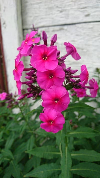 The image is a close-up photograph of a cluster of bright pink phlox flowers in bloom. The flowers are arranged on a stem, with some fully open and others in bud. The petals of the open flowers are delicate and slightly crinkled, revealing yellow stamens at their centers. The background consists of a light-colored wooden wall, likely the side of a building, with horizontal planks. To the left of the flowers, a small portion of a dark vertical element, possibly a wooden post or frame, is visible. The lower part of the image shows lush green foliage, indicating the plant is growing outdoors. The overall impression is one of vibrant natural beauty set against a rustic backdrop. The photograph was taken in Dvirets, Ukraine.