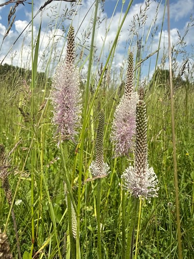 A low-angle, close-up shot captures a cluster of tall, slender plantain flowers amidst a field of grass under a partly cloudy sky. The flowers are predominantly light pink and white, with fuzzy, elongated seed heads that taper to a brown point. The surrounding vegetation is dense and green, with various blades of grass and some darker, dried stalks. The background is a soft blur of green foliage and a pale blue sky with scattered white clouds, suggesting an outdoor, natural environment. The specific location is the city of Verkhne-Pozim', Russia.