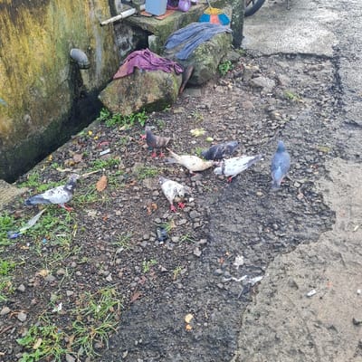 The image shows a scene in Kecamatan Tamansari, Indonesia (latitude: -6.635, longitude: 106.738). It features a group of six pigeons scattered on a dirty, gravel pathway beside a concrete wall. The wall is partially covered in moss and vines, and a pipe protrudes from it. A large rock, covered in small plants, sits in front of the wall. The pathway is littered with debris. One pigeon, facing the camera, stands on the left side of the pathway. Another pigeon, also facing the camera, stands on the right side of the pathway. Four other pigeons, all with their tails facing the camera, are grouped together in the center of the pathway. Three of these pigeons are white with gray markings, and one is a dark gray. The pigeons appear to be pecking at the ground and eating. The image was taken in the afternoon under cloudy conditions.