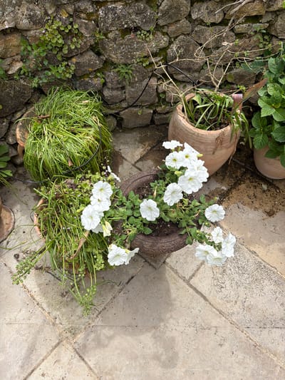 A high-angle, outdoor shot depicts a collection of potted plants on a stone and tile surface, likely in Saint-Victor-la-Coste, France. The plants are situated on a surface that transitions from rough-hewn stone on the left to smooth, geometric tile on the right. Four visible pots contain various plants. One pot houses primarily green, grassy foliage. Two other pots contain white petunias in full bloom with green foliage. The final pot appears to contain a mix of green plants and dead or dormant branches. The background includes additional plants and stone surfaces. A section of a person's foot is visible near the bottom corner of the image.