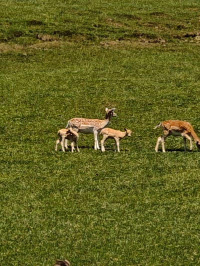 In the city of Kochau, Austria, an image captures a grassy field on a sunny day. The field is populated by a herd of deer, including adults and fawns. One adult deer, with a spotted coat, grazes peacefully. Beside it, two fawns stand close together, appearing alert. Further to the right, another adult deer, also spotted, lowers its head to graze. The background consists of a gently sloping hill covered in short green grass, with patches of darker soil visible in the distance. The scene evokes a sense of tranquility and natural beauty.