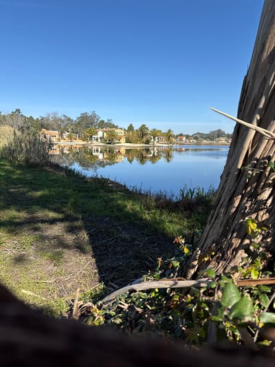 The image displays an outdoor scene in Mira, Portugal, focused on a body of calm water under a clear blue sky. In the immediate foreground, a textured tree trunk with peeling bark partially obscures the right side of the frame, with green foliage and dry undergrowth at its base. A thin, light-colored stick protrudes diagonally from the tree trunk. The left foreground shows patches of green grass and bare soil, with a sharp shadow line running diagonally across the ground. The midground is dominated by the reflective water, mirroring the vivid blue sky and the distant landscape. Across the water, on the far bank, a cluster of residential buildings, primarily light-colored with terracotta roofs, is visible. These structures are nestled among various green trees, including several distinct palm trees. Beyond the buildings, additional dense green tree lines extend into the background. No individuals or active subjects are present. The scene is illuminated by strong, direct sunlight.