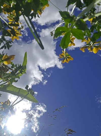 A low-angle, upward shot captures a bright blue sky with scattered white clouds. In the foreground, the branches of a plant with green leaves and small yellow flowers hang down, obscuring parts of the sky. The sun is visible in the lower left corner, creating lens flare and highlighting some of the foliage. In the lower right portion of the frame, blades of dry grass are also visible against the sky. The image appears to be taken in Pontagna, Italy.