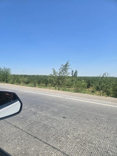 A bright, clear blue sky stretches across the upper portion of the image. Below the sky, a vast expanse of green trees forms a dense forest or orchard, stretching to the horizon. The trees appear to be of uniform height, suggesting a cultivated area. In the mid-ground, a single, tall, slender utility pole with crossbars is visible against the sky. The foreground features a gray asphalt road with visible tire tracks and a white dividing line. The right side of the road is bordered by a sandy shoulder with sparse vegetation. A portion of a white car's side mirror, reflecting a person's hand, is visible in the lower left corner of the frame. The scene suggests a rural or semi-rural landscape, possibly along a highway.