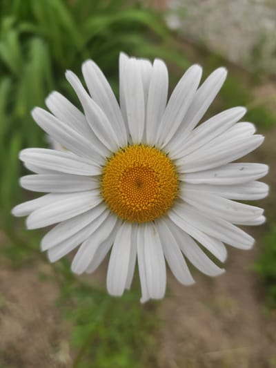 A close-up, top-down shot captures a single daisy in full bloom. The daisy features a vibrant yellow, textured center composed of numerous tiny florets, surrounded by delicate white ray florets. The petals are elongated and taper to a rounded tip, with subtle lines running lengthwise. The background is softly blurred, showing hints of green foliage and earthy-toned ground. The lighting suggests daytime, possibly overcast or diffused light, as there are no harsh shadows. The focus is entirely on the flower, emphasizing its natural beauty and intricate details. The setting appears to be outdoors, in a natural environment, consistent with a garden or meadow. No people or text are visible. The image conveys a sense of natural tranquility and the simple elegance of a common wildflower.