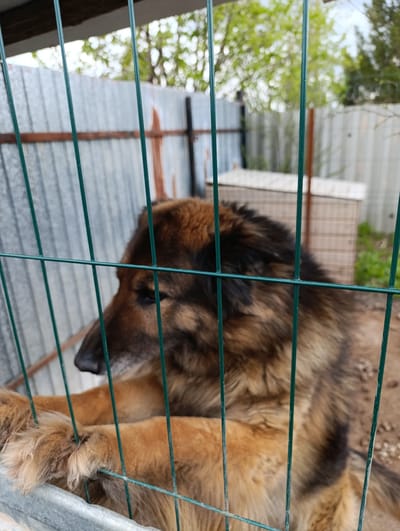 A medium close-up shot captures a large, long-haired dog, possibly a German Shepherd mix, peering out from behind a green wire mesh fence in Новоалександровка, Russia. The dog's fur displays a blend of brown, black, and tan tones, with a thick mane around its head and neck. Its dark eyes are visible, and its snout points towards the left of the frame. The dog's front paws are resting on the bottom horizontal bar of the fence, suggesting it is standing on its hind legs, looking outwards.
The fence dominates the immediate foreground, with its vertical green wires creating a visual barrier. Beyond the dog and the fence, the background is blurred, showing a corrugated metal wall or fence, likely part of an outdoor enclosure or kennel. Several wooden or light-colored structures, possibly dog shelters or houses, are faintly visible further back. Overhead, blurred green foliage from trees and bushes indicates an outdoor setting. The ground within the enclosure appears to be dirt or gravel. The natural light suggests it is daytime, and the weather appears clear. No visible text is present in the image. The dog's posture and gaze convey a sense of observation or perhaps longing from its confined space.