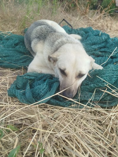 A dog is lying on a green net in a dry grassy area. The dog is light brown and grey. The net is folded and appears to be used as a blanket. The background is filled with dry grass and some green vegetation. The lighting suggests it is daytime. The scene is outdoors, possibly in a rural or undeveloped area of Kostiantynivka, Ukraine.