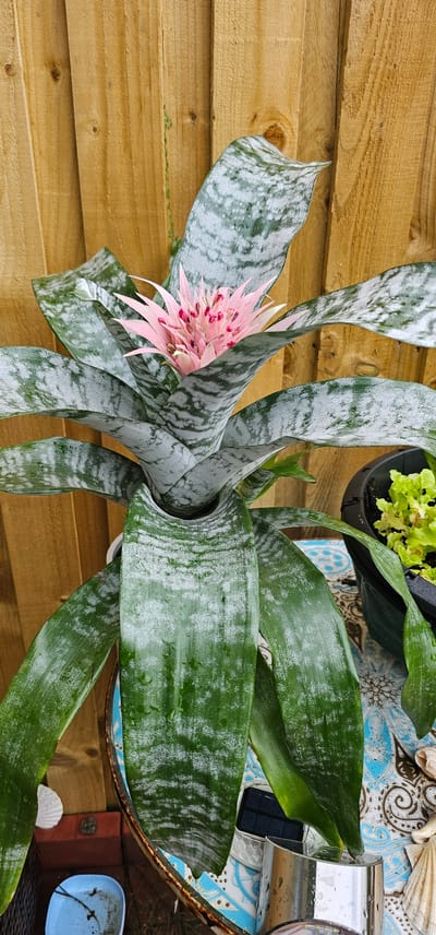 This is a vertical, medium shot of a Bromeliad plant in a pot, positioned outdoors in front of a wooden fence. The plant has large, strap-like leaves with variegated patterns of dark green and silvery-white. At the center of the plant, a bright pink inflorescence with small, pink, petal-like structures is visible. The leaves appear to be slightly wet, suggesting recent watering or rain.
The background consists of a light brown wooden fence made of vertical planks. To the right of the Bromeliad, a black plastic pot containing a smaller green plant, possibly lettuce, is visible. The Bromeliad is placed on a surface covered with a blue and white patterned cloth or tile. Various objects are scattered around the base of the plant and on the surface, including a small blue plastic container with some residue, a solar-powered garden light with a metallic casing, and seashells. The overall setting appears to be a garden or patio area. The image does not contain any individuals.