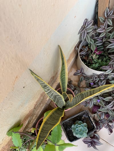 The image depicts a collection of potted plants, including a snake plant with yellow edges and zebra-like striping, a succulent, a Tradescantia zebrina with purple and silver striped leaves, and another plant with scalloped leaves. The pots are arranged on a surface with a beige, textured background, possibly a windowsill or balcony. The image does not provide any information about the location being Farin Yashe, Nigeria, or include any people, actions, or interactions.