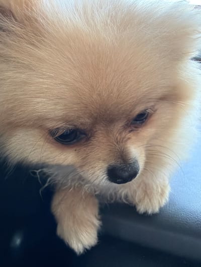 The image is a close-up shot of a light-colored Pomeranian dog. The dog's head is angled downwards, with its face filling most of the frame. Its fur is fluffy and a pale orange-cream color. The dog's eyes are dark and appear somewhat droopy, and its black nose is visible. One of its paws, also covered in soft fur, rests on a dark, textured surface, possibly leather. The background is blurry and consists of a dark area on the left and a lighter, slightly blueish area on the right, suggesting an indoor setting. There is no discernible indication of the city of Binkos, Bulgaria, or any specific environmental details that would place it there. The image focuses solely on the dog.