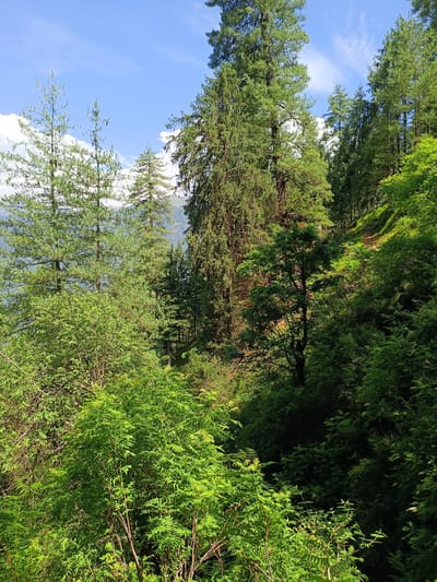 The image depicts a lush, verdant forest scene with tall coniferous trees dominating the landscape. The trees are a mix of species, with some having a slender, upright form and others appearing broader and more mature. The forest floor is covered in dense undergrowth, with various shades of green foliage creating a rich tapestry. Sunlight filters through the canopy, casting dappled shadows and illuminating parts of the scene. In the background, distant mountains can be seen, suggesting a mountainous or hilly terrain. The sky is a bright blue with a few scattered white clouds. The overall impression is one of a natural, untamed environment, likely a forest reserve or national park. The location is identified as Sarsai, India, a region known for its picturesque natural beauty and mountainous topography.