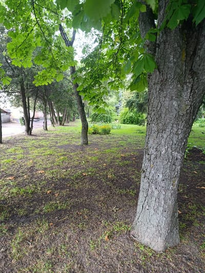 The image depicts a park-like setting with a line of trees bordering a grassy area. In the foreground, a large tree trunk with rough, gray bark dominates the right side of the frame. The ground is covered with sparse green grass, patches of dark soil, and a few scattered brown leaves.
Behind the foreground tree, a row of thinner trees with dark trunks and green foliage stretches into the distance along a paved path or road on the left. These trees appear to be conifers or similar evergreens. Further into the background, there is a dense green area with more trees and shrubs, and a small patch of yellow flowers can be seen in the mid-ground. The sky is visible through the leaves of the trees, appearing bright, suggesting daylight. The overall impression is a somewhat unkempt but natural outdoor environment.
The image is identified as being taken in the city of Khorol, Ukraine.