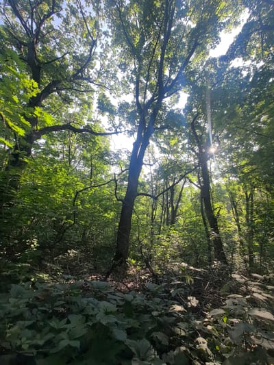 This is a ground-level, wide-angle photograph taken within a dense forest, likely in the vicinity of Perevoloki, Russia. The sun is shining brightly through the canopy, creating lens flare and dappled light patterns on the forest floor. The foreground is dominated by large, leafy plants and fallen branches, while the midground and background feature numerous tall trees with lush green foliage. The atmosphere appears tranquil and natural. There are no people or animals visible in the image. The environment is characterized by its abundant vegetation and the interplay of sunlight and shadow.