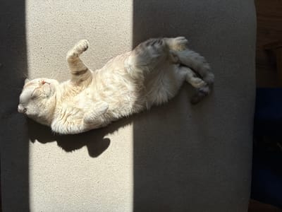 A light-colored, short-haired cat lies on its back on a light grey upholstered surface, likely a sofa or chair, in an indoor setting. The cat's eyes are closed, and its paws are curled. A strong light source from the left casts a distinct shadow of the cat and a vertical line on the surface. A dark area is visible on the right side of the image.

This image does not provide information to confirm it was taken in Or Yehuda, Israel.