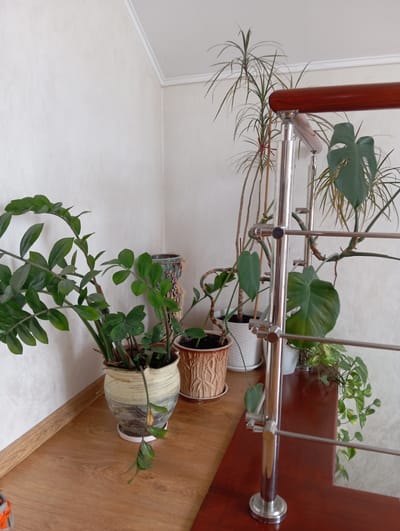 The image shows an indoor scene with several potted plants arranged on a wooden shelf and near a staircase railing. On the left, a large ZZ plant with glossy, dark green leaves is in a decorative ceramic pot. To its right, there's a smaller potted plant in a textured brown pot, and behind it, a decorative vase with a blue and green pattern. Further to the right, along the staircase railing, are more plants including a Dracaena with thin, spiky leaves and a Monstera with large, fenestrated leaves. The railing itself is made of polished metal with a wooden handrail. The background consists of a white textured wall and a white ceiling with molding. The floor is light-colored wood. No people are present in the image. The scene appears to be a well-lit interior space, likely a home or an office, given the presence of houseplants and a staircase. The location is specified as Hlynytsi, Ukraine.