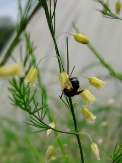 A close-up, vertical shot captures a bee interacting with pale yellow, bell-shaped flowers on a slender green stem. The bee, primarily black with some lighter banding, is positioned headfirst within one of the flowers. The background is softly blurred, with hints of green foliage and a pale, indistinct sky, suggesting an outdoor environment. The image composition focuses on the intricate details of the bee and the delicate structure of the flowers. The scene is located in the city of Soivolovskaya, Russia.