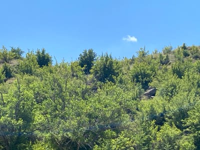 This image captures a vibrant, natural landscape featuring a densely forested hillside under a clear blue sky, located in the vicinity of Balgarchevo, Bulgaria. The upper third of the frame is occupied by an expansive, unblemished blue sky, with a single small, white cumulus cloud situated towards the upper right. The remainder of the image is dominated by a rich tapestry of green foliage, consisting of numerous trees and shrubs covering a gradual incline. The vegetation appears healthy and lush, displaying various shades of green, indicative of spring or summer. Some larger trees with distinct trunks and branches are visible in the foreground and midground, intermingling with a variety of smaller, bushier plants. Patches of darker, possibly rocky ground or denser shadows are discernible through the foliage on the upper slopes of the hill. No individuals, animals, or man-made objects are present within the scene, emphasizing an undisturbed natural environment illuminated by bright daylight.