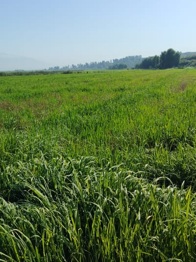 A bright, sunny day is depicted in this image of a vast, green field in Zarkor, Tajikistan. The field is densely covered with tall, vibrant green grass, with some patches appearing dry and reddish-brown. In the background, a line of trees marks the horizon, with a hazy mountain range visible beyond them. The sky is a clear, pale blue. There are no people or animals visible in the frame. The foreground is dominated by a thick growth of grass, suggesting it is a natural or agricultural landscape.