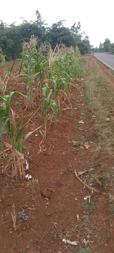 The scene, located in South Sakwa ward, Kenya, depicts an agricultural area bordering a paved road under an overcast sky. In the foreground and extending to the mid-ground on the left, a field of maize (corn) plants is visible. The maize stalks are predominantly green, with many exhibiting mature tassels at their apex, indicative of a ripening stage. The reddish-brown soil beneath the plants is partially visible, showing some scattered dry plant debris and minor weed growth. Interspersed among the maize plants and on the bare soil are small pieces of white and translucent litter, consistent with plastic or paper waste.
To the right of the maize field, a narrow dirt and grass verge separates the cultivated land from a dark grey asphalt road. This verge contains dry grass patches, small weeds, and additional scattered refuse. The paved road curves gently into the distance towards the upper right, with no vehicles or pedestrians present. Beyond the road and the maize field, a dense line of mature green trees and bushes forms a natural backdrop, extending across the horizon. The sky above is a uniform, bright white, suggesting an overcast condition. No individuals, animals, or active events are present in the depicted environment.