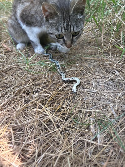 A grey and white tabby kitten is crouched on dry grass and straw, looking down at a small, black and white banded snake with red markings. The kitten's front paws are near the snake, and the snake appears to be coiled. The scene is outdoors in a natural environment with patches of green grass mixed with dry vegetation. There are no visible signs of human presence or infrastructure.