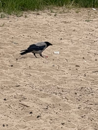A gray and black bird stands on sandy ground, which appears to be a beach or a park area. The bird is positioned in the center-left of the frame, facing right. Its wings are folded, and its tail feathers are fanned out slightly. In front of the bird, there is a small red object, possibly food, and a white piece of debris. The background consists of green grass. The scene appears to be located in Nevskaya Dubrovka, Russia.