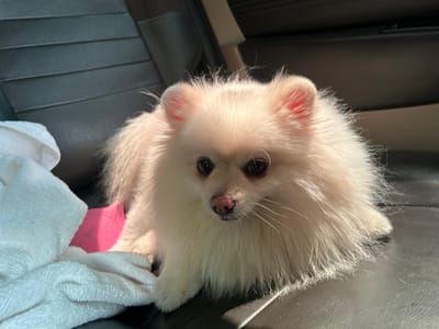A light-colored Pomeranian dog with fluffy fur sits on a dark leather car seat, partially covered by a white towel and a bright pink object on its left side. The dog's ears are pink and alert, and its eyes are dark and watchful. Sunlight streaks across the scene, illuminating the dog's fur and the texture of the seat. The environment appears to be inside a vehicle.