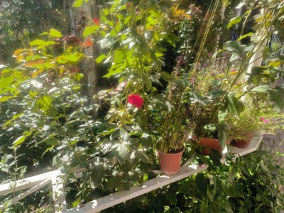 The image captures an outdoor scene in Karshi City, Uzbekistan, featuring a lush display of potted plants and rose bushes. A white railing runs horizontally across the foreground, providing a perch for several terracotta pots. Among these pots are a plant with small pink flowers and another containing what appears to be herbs. A single vibrant red rose is prominently featured on a rose bush, its petals illuminated by sunlight. The background reveals more dense foliage, trees, and some vertical structures, possibly part of a building or fencing. The overall impression is of a well-maintained garden or balcony setting bathed in natural daylight.