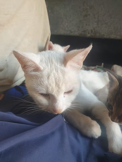 The image shows a close-up of a white cat with pink ears resting on a blue surface, possibly fabric, with another cat's head visible behind it. The white cat is facing to the right and appears to be sleeping or resting with its eyes closed. Its whiskers are prominent, and there are some darker spots on its ear. The second cat, partially visible, has tabby markings on its head. The background is dark and out of focus, with a textured gray surface on the left. The lighting suggests it might be daytime, with sunlight casting shadows. The scene appears to be an indoor setting, possibly a home. There is no visible text in the image.
