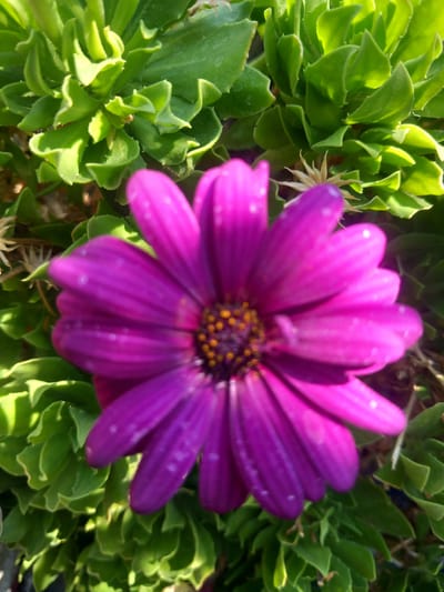 A close-up, eye-level, vertical shot captures a vibrant purple daisy with a brown and yellow center. The flower is in sharp focus, with its petals gently fanning out. Tiny white speckles are visible on the petals, possibly dew drops or pollen. The background is a lush tapestry of green foliage, with some of the leaves appearing slightly wavy and fleshy. The lighting suggests a sunny day, with highlights and shadows accentuating the textures of the petals and leaves. The image appears to be taken outdoors, likely in a garden setting within the vicinity of Άγιος Νεκτάριος, Greece, given the floral subject matter and potentially Mediterranean vegetation. No people or specific urban elements are depicted.
