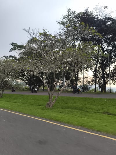 The image depicts a roadside scene in Babakan Madang, Indonesia, characterized by a paved asphalt road with a single yellow line. On the right side of the road, a neatly mown green grass verge slopes upwards, with a prominent, slender tree featuring light-colored, somewhat bare branches in the foreground. Several other trees with dense green and darker foliage line the road further back.
Activity on the road includes at least two motorbikes in motion, both showing motion blur. One motorbike with a single rider is visible on the left side of the road, and another, possibly carrying two riders, is further to the right. The motorbikes are traveling from left to right across the frame.
The overall setting appears natural and verdant. In the distant background, through the gaps in the trees, a hazy landscape of hills or mountains is faintly visible against a soft, bright sky, suggesting either an overcast day or the diffused light of early morning or late afternoon. The light is gentle, with no harsh shadows. There is no visible text in the image.